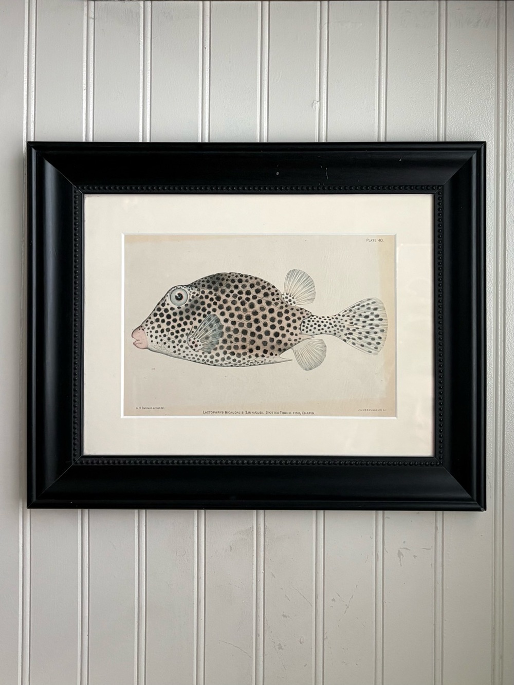 Antique Chromolithograph of the Spotted Trunk-Fish Julius Bien & Co Vintage Art